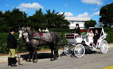 Horsedrawn Carriage for weddings